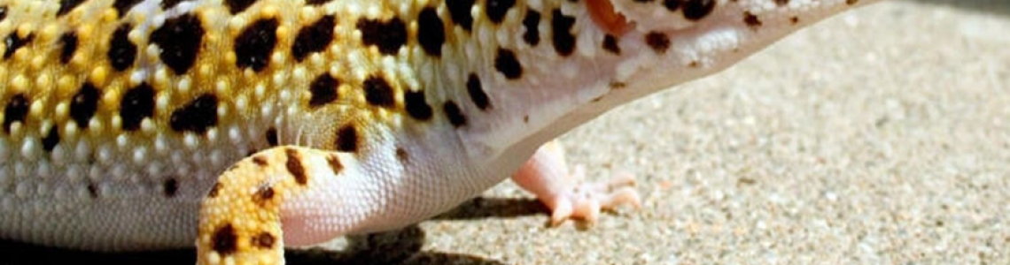 Leopard Gecko