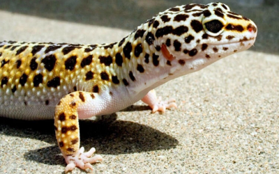 Leopard Gecko